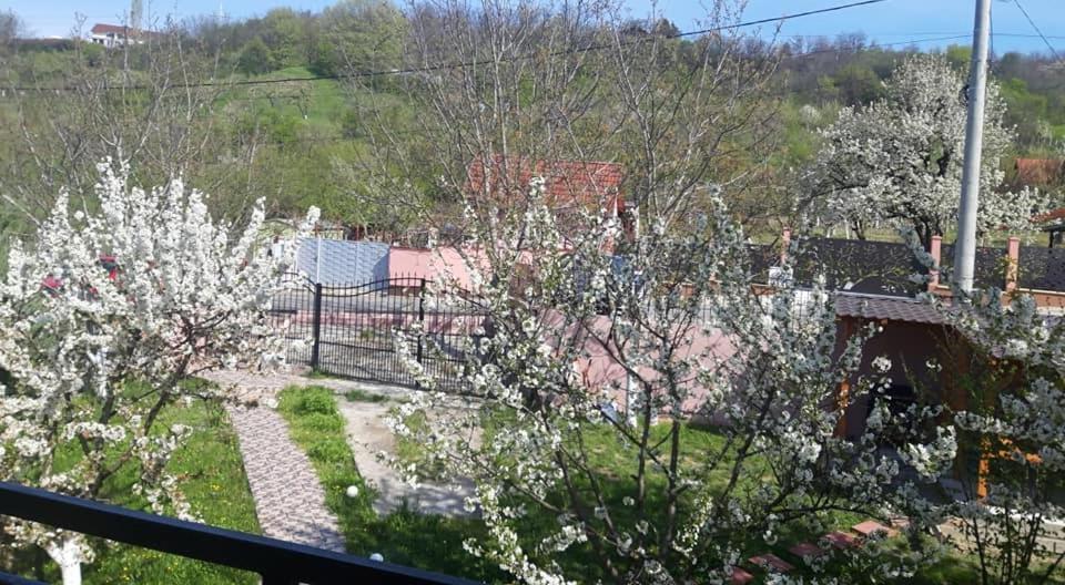 Casa Liana Hotel Орадеа Екстериор снимка